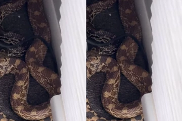 அலுவலக மேசையின் கீழ் 8 அடி கோபர்ஸ்னேக்ஸ் பெரிய பாம்பு: வைரலாகும் காணொளி