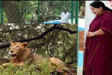 ஜெயலலிதா பெயர் சூட்டிய நிலா சிங்கம் கொரோனாவால் உயிரிழப்பு..!