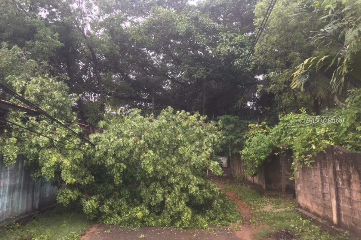 திடீரென முறிந்து விழுந்த மரத்தால் போக்குவரத்து தடை! | Traffic Blocked By A Suddenly Fallen Tree