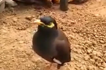 மனிதன் போல பேசி அசத்தும் மைனா....! இப்படி ஒரு திறமையா?