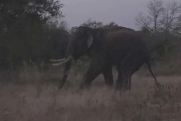 අග්බෝ ගේ අලුත්ම තත්ත්වය