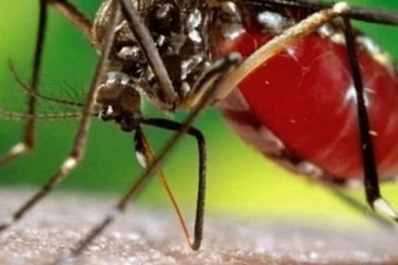 තවදුරටත් පවතින ඩෙංගු අවධානම..