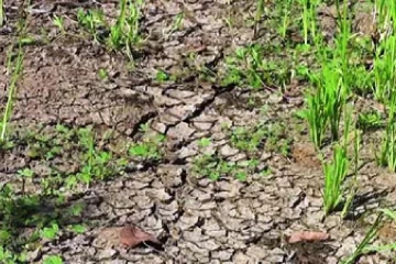 දරුණු ගැටලුවක් - හම්බන්තොට ගොවීන් උග්‍ර ජල හිඟයකට මුහුණ දෙයි