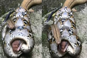 Viral video: ஒரு மலைப்பாம்பை விழுங்கும் மற்றொரு மலைப்பாம்பு!..திகிலூட்டும் வீடியோ