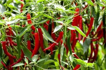 வீட்டில் மிளகாய் செடியை ஏன் நடக்கூடாது? - வாஸ்து கூறும் அதிர்ச்சி கருத்து