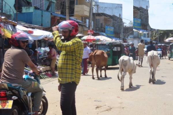 அம்பாறை பொதுச்சந்தையில் சுற்றித்திரியும் கட்டாக்காலி மாடுகள் ; பொதுமக்களுக்கு அசௌகரியம் | Request To Control Roaming Cattle In Tamil Area