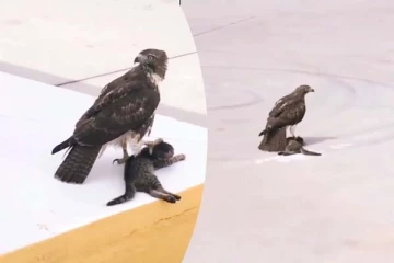 பூனை குட்டியை வேட்டையாடிய கழுகு... வைரல் காணொளி