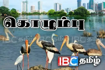 கொழும்பில் மர்மமாக இறந்த பறவைகள் - இன்று வெளியாகும் அறிக்கை