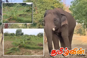 காடுகளுக்குள் வாழ முடியாமல் வீடுகளுக்கு ஓடி வரும் யானைகள்
