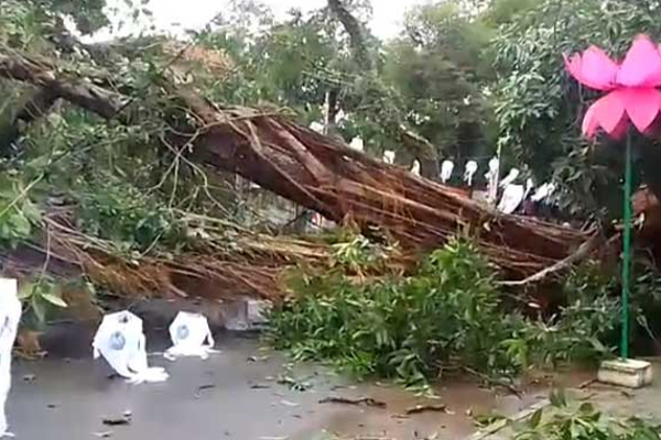 கொழும்பில் முறிந்து விழுந்த மரங்கள்: வெளியான தகவல் | There Are Reports Of Trees Falling In Colombo கொழும்பில் முறிந்து விழுந்த மரங்கள்: வெளியான தகவல் | There Are Reports Of Trees Falling In Colombo