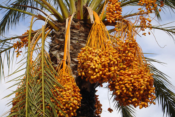 பழுக்காத பேரீச்சம்பழங்களை உண்ணுங்கள் | Dates Eating In Islam பழுக்காத பேரீச்சம்பழங்களை உண்ணுங்கள் | Dates Eating In Islam
