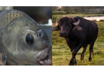 எருமை மாட்டின் வாய் கொண்டுள்ள மீன்..100 ஆண்டுகள் வரை வாழும் அதிசயம்-எங்க இருக்கு தெரியுமா ?