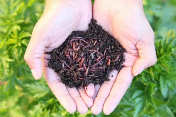 ආර්ථික ප්‍රතිලාභ වෙනුවෙන් යොදාගත හැකි පණුවන්.