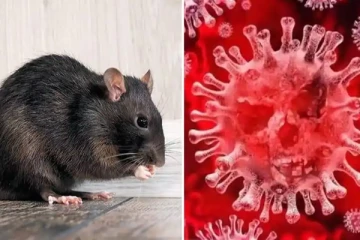 Omicron வைரஸ் எலிகளில் இருந்து பரவியதா? சீன விஞ்ஞானிகள் பரபரப்பு தகவல்