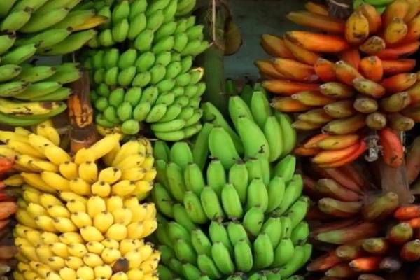இலங்கையின் பொருளாதாரத்தை உயர்த்தப்போகும் வாழைப்பழம்! | The Banana That Will Boost Sri Lanka S Economy