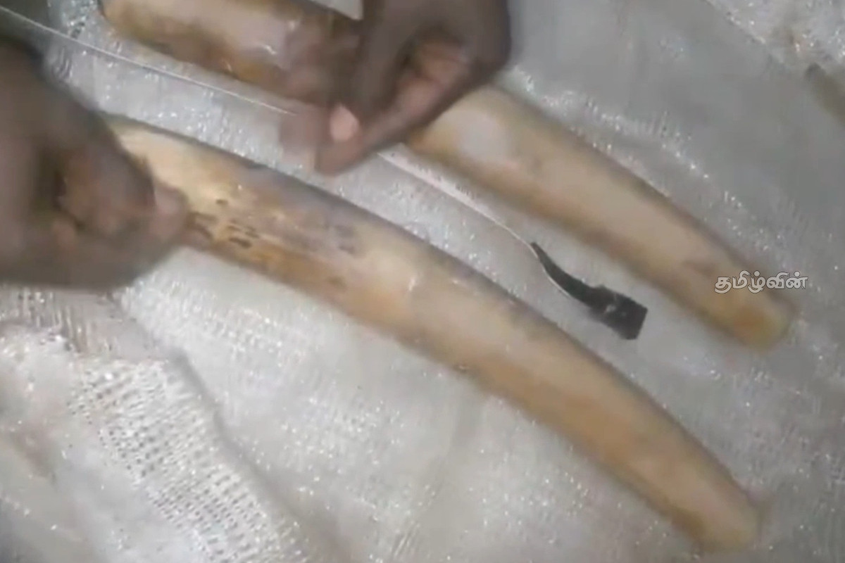 சம்பூரில் யானைத் தந்தங்களுடன் இருவர் கைது! | Two Arrested With Elephant Tusks In Sambhur