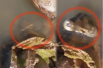 தண்ணீருக்குள் பதுங்கியிருந்த அனகோண்டா! நுலிழையில் உயிர்தப்பிய நபர்: திக் திக் காட்சி