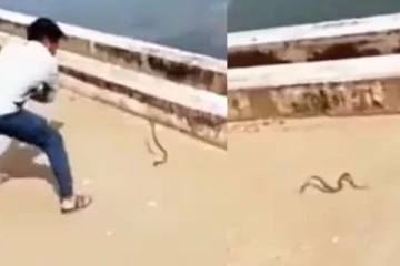 Viral Video: பாம்பிடம் வம்பிழுத்து பல்பு வாங்கிய நபர்