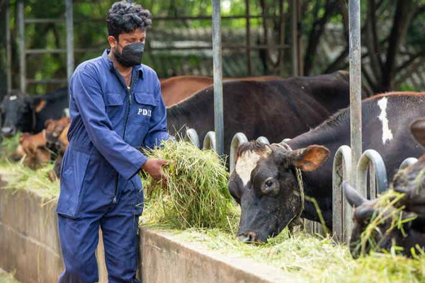 பால், இறைச்சி உற்பத்தியை அதிகரிக்க புதிய வகை கால்நடைகள் அறிமுகம்! | Introduce Species For Increase Milk Production