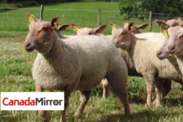 பிரான்ஸில் புதிய சட்டம்; விவசாயிகள்- கால்நடை வளர்ப்பாளர்கள் மகிழ்ச்சி