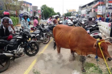 මෙතෙක් ඉන්ධන පෝලිමකට නොපැමිණි සත්වයෙක් පෝලිමට එකතු වෙයි..(PHOTOS)