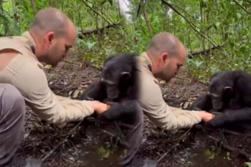 எச்சிலான கையை கழுவி விட்ட கொரில்லா... சிலிர்க்க வைக்கும் காட்சி