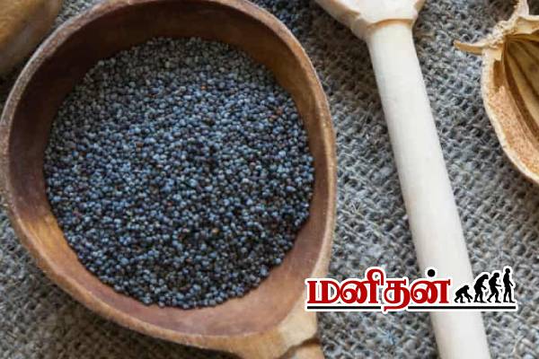 போதை பொருளாக மாறும் கசகசா- அதிகமாக சாப்பிட்டால் என்ன நடக்கும்? | Side Effects Of Poppy Seeds Kasakasa Benefits போதை பொருளாக மாறும் கசகசா- அதிகமாக சாப்பிட்டால் என்ன நடக்கும்? | Side Effects Of Poppy Seeds Kasakasa Benefits