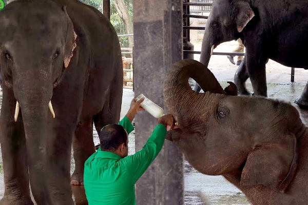 முதலாவது பிறந்தநாளை  கொண்டாடிய இலங்கை  இரட்டை யானைக்குட்டிகள்! | Sri Lanka Twin Baby Elephants Birthday