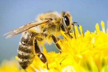 குழவி கொட்டி தந்தை உயிரிழப்பு; பிள்ளைகள் மருத்துவமனையில்