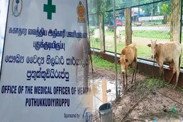 முல்லைத்தீவில் இறைச்சிக்காக வெட்டப்படும் மாடுகளில் முறைகேடு: மக்கள் விசனம்