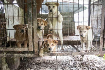 நாய் மற்றும் பூனை இறைச்சிக்கு தடை விதித்த நாடு