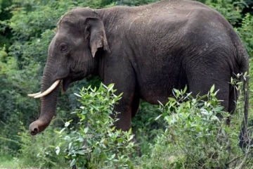 புத்தளத்தில் காட்டுயானையால் நபரொருவருக்கு நேர்ந்த சோகம்!