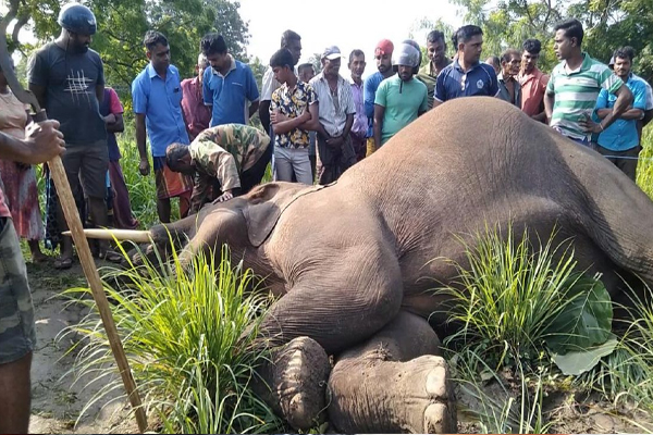 புத்தளத்தில் தனியார் காணியொன்றில் உயிரிழந்த நிலையில் மீட்கப்பட்ட யானை! | Rescue Of Dead Elephant In Puttalam