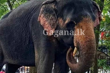 ලංකාවම හඬවමින් වෙඩි වැදුණ සීතා - සියල්ලන් පුදුමයට පත් කරමින් සති දෙකකට පසුව සිදුවුණ දේ.. මේ ඒ ගැනයි.