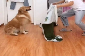 நீ மட்டும் தான் ஓடுவியா? நானும்... வளர்ப்பு நாயின் அசத்தலான வீடியோ!