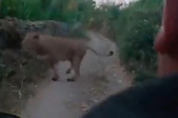 சிங்கிளாக வந்த சிங்கம்...இறுதி நொடியில் காத்திருந்த திருப்பம்! நிம்மதி பெருமூச்சு விட்ட நபர்