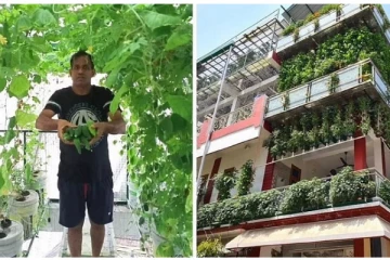 மண் இல்லாமல் வளரும் செடி! 70 லட்ச ரூபாய் வருமானம்- சாத்தியமானது எப்படி?