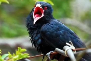 මෙදා සැරේ කොවුල් නාදයේ වැඩිවීමක්..