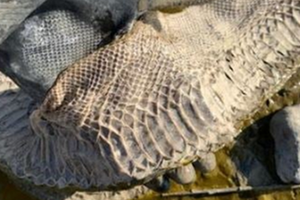 கரை ஒதுங்கிய ராட்சத பொருள்! என்ன தெரியுமா? அருகில் சென்று பார்த்து தெறிச்சு ஓடிய நபர் | Enormous Snake Skin Found On River Thames Bank