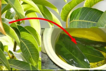 மாவிலை நீர் இத்தனை நோய்களை குணமாக்குமா? இவ்வளவு நாள் இது தெரியாம போச்சே!