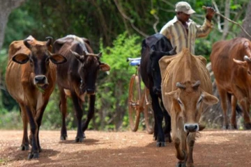 திருகோணமலையில் கால்நடைகளுக்கு பரவும் புதிய நோய்(Photos)