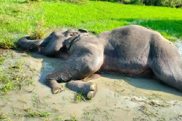 இரக்கமற்றவர்களின் செயலால் உயிருக்கு போராடும் யானை