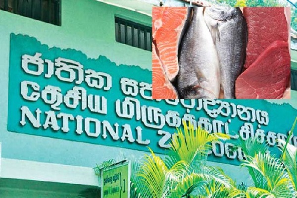 தெஹிவளை மிருகக்காட்சிசாலைக்கு மாமிச உணவு வழங்குபவர்களுக்கு ஏற்பட்டுள்ள நெருக்கடி | Many Problems Supply Meat And Fish To Dehiwala Zoo
