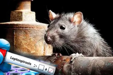 கடும் மழையால் எலிக்காய்ச்சல் அதிகரிப்பு