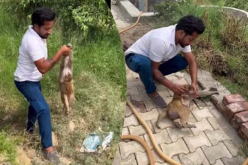 உயிரற்ற தாயுடன் குட்டி நடத்திய பாசப்போராட்டம்... இறுதியில் நடந்தது என்ன தெரியுமா?