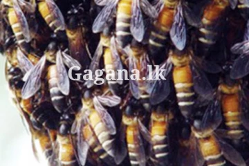 සරසවි සිසුන් 42ක් රෝහල්ගත කළ බඹර ප්‍රහාරය.