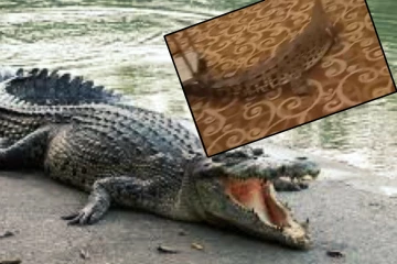 பிரபல ஹோட்டலுக்குள் நுழைந்த முதலை; அழையா விருதாளியால் பரப்ரப்பு