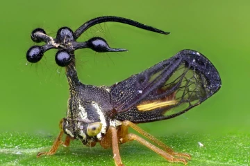 விசித்திரமான தோற்றமுள்ள பூச்சி எது தெரியுமா?