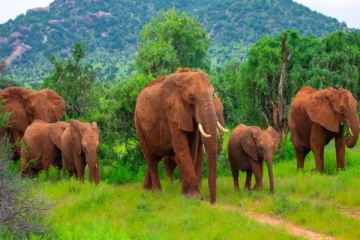 40 ஆண்டுகள் இல்லாத வறட்சி... 200 யானைகளை கொல்ல திட்டமிட்டுள்ள நாடு!
