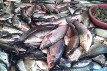 மீன் சாப்பிடுவதை தவிர்க்கும் இலங்கை மக்கள்